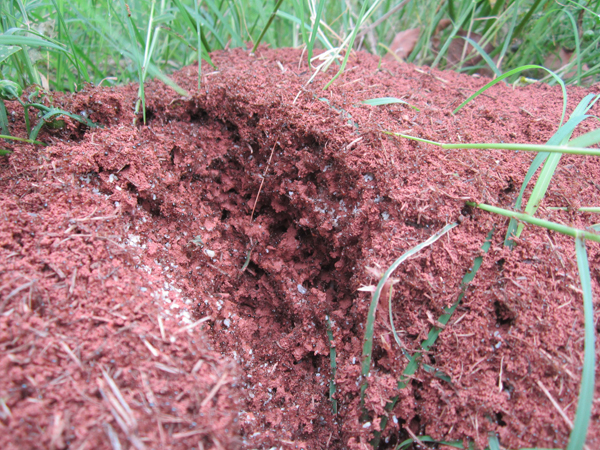 公園、社區(qū)、校園等公共場(chǎng)所進(jìn)行有效紅火蟻防制